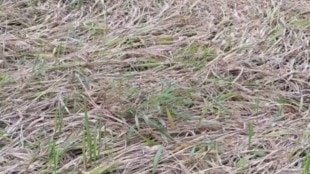Heavy rains in Kolhapur district cause waterlogging in farm