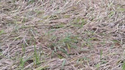 Heavy rains in Kolhapur district cause waterlogging in farm