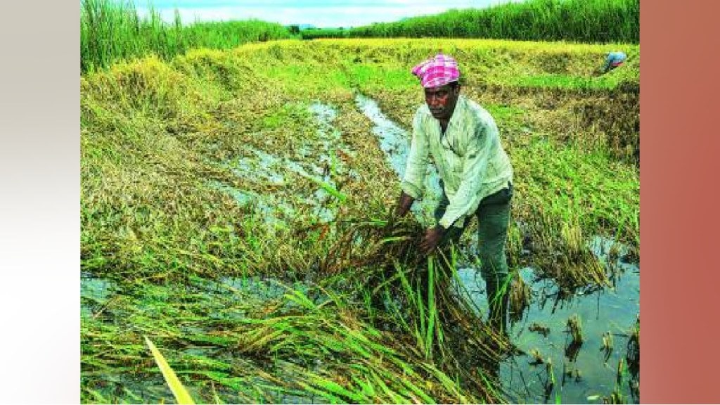 Heavy rains in Marathwada districts have left crops in many areas under water