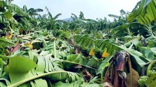 When will help be provided for the damage caused by heavy rains and floods in Jalgaon district