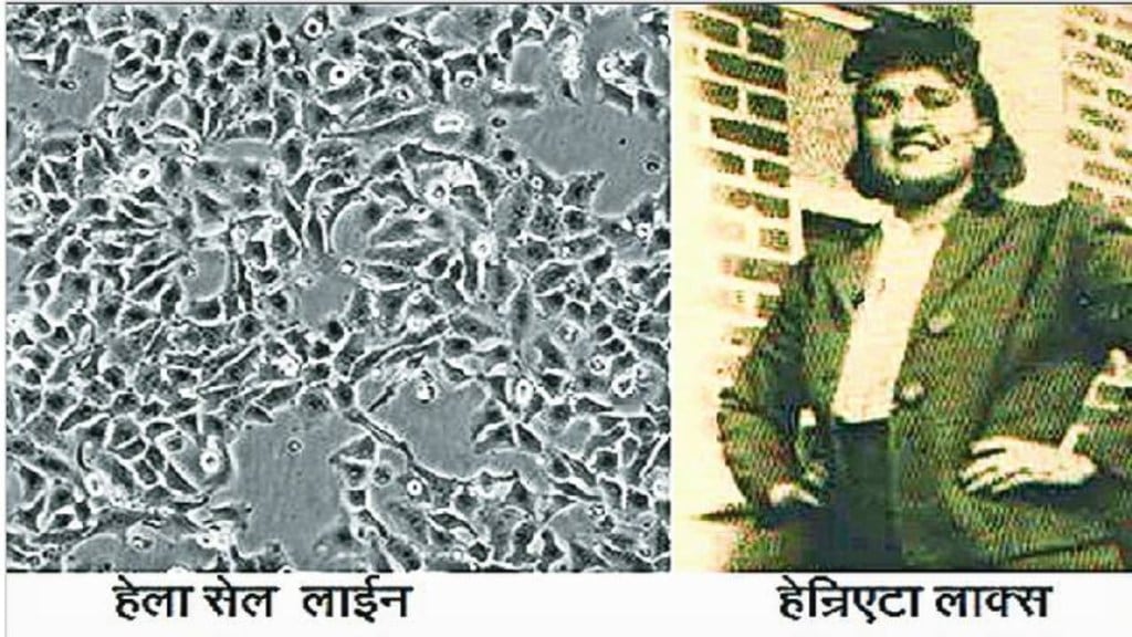 Loksatta kutuhal George otto Gey Study of cells Henrietta Lacks Cancer cells Immortal cells Health sector Loksatta kutuhal George otto Gey Study of cells Henrietta Lacks Cancer cells Immortal cells Health sector