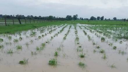 Beed district hit by heavy rain again