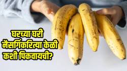 घरच्या घरी नैसर्गिकरित्या केळी कशी पिकवायची? ‘या’ सोप्या ३ टिप्सची होईल तुम्हाला मदत