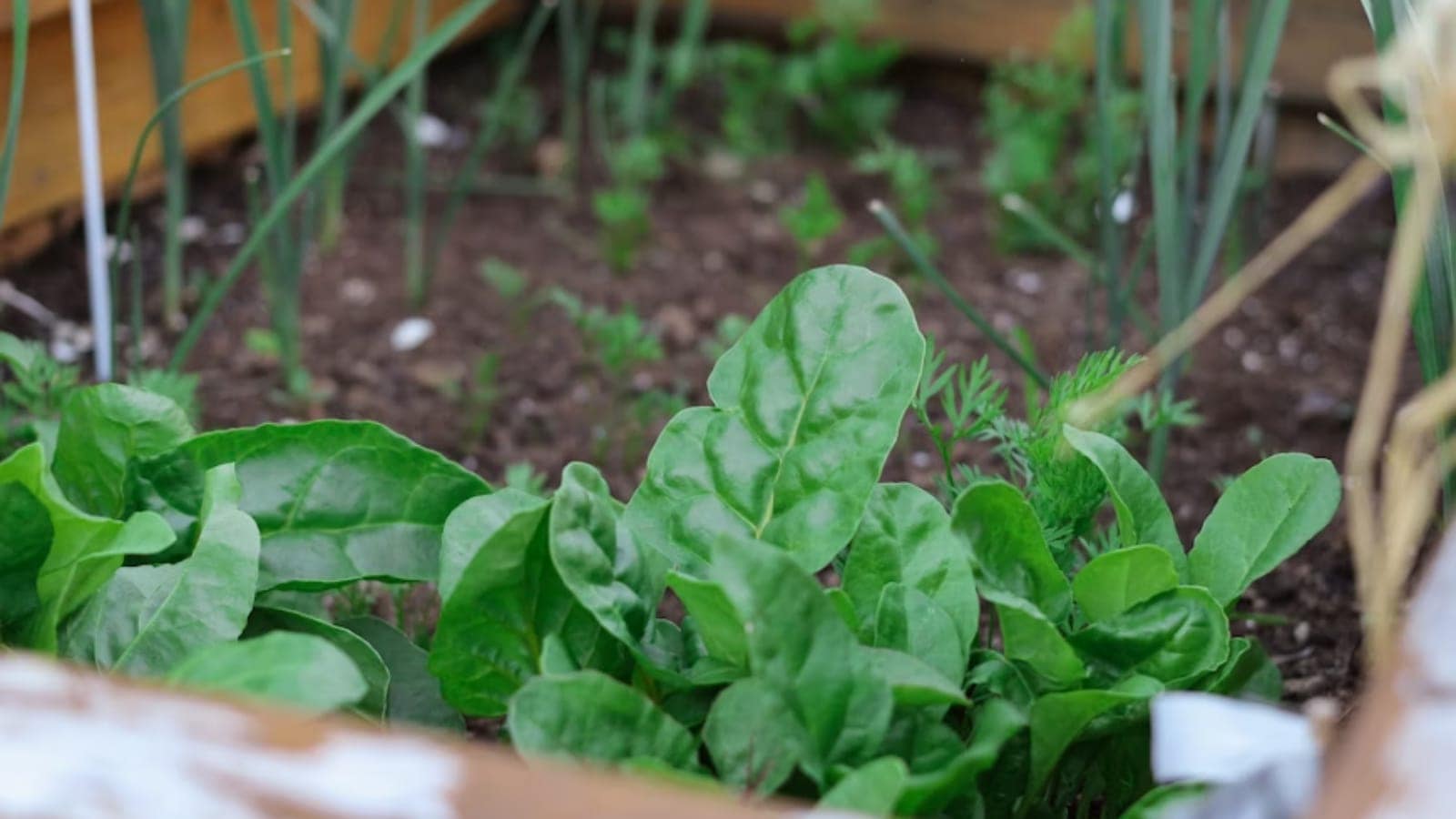 food, spinach