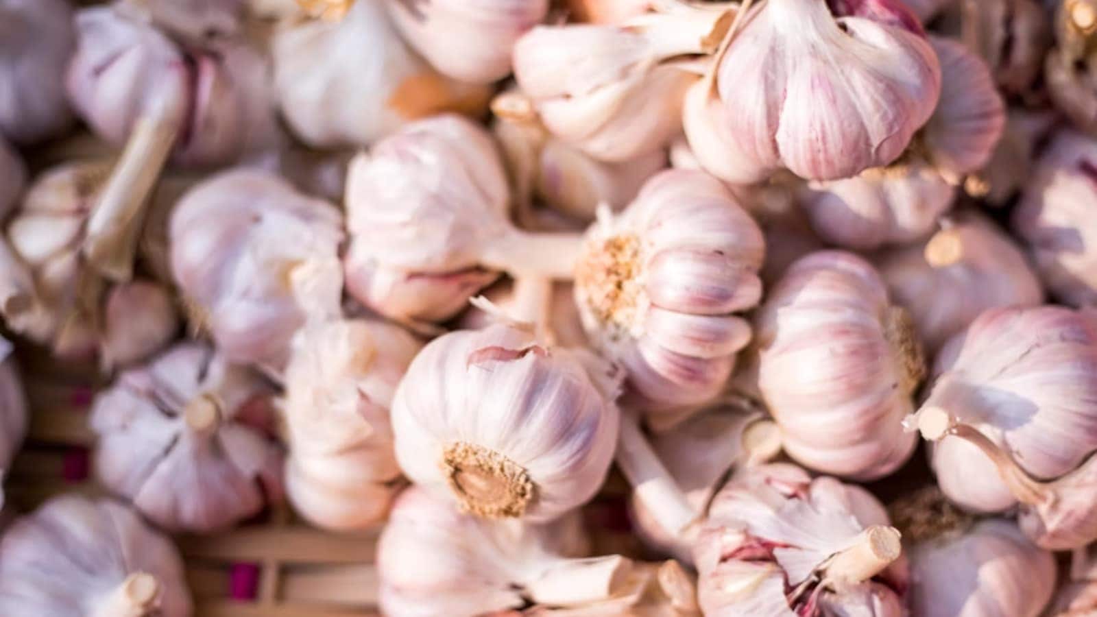 health, garlic