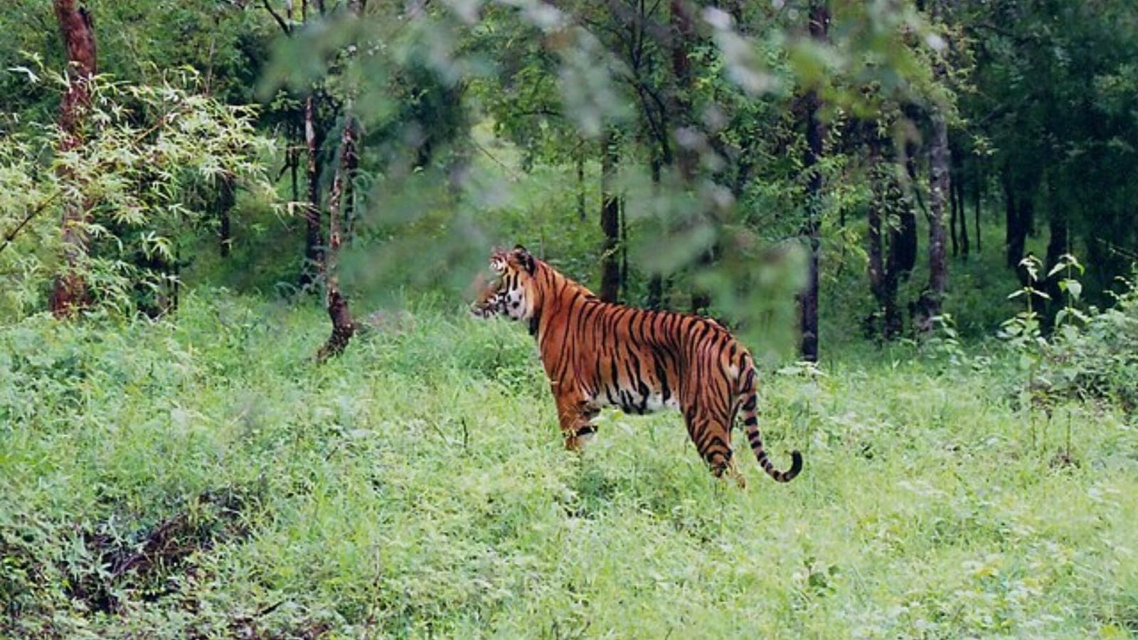 wildlife, travel