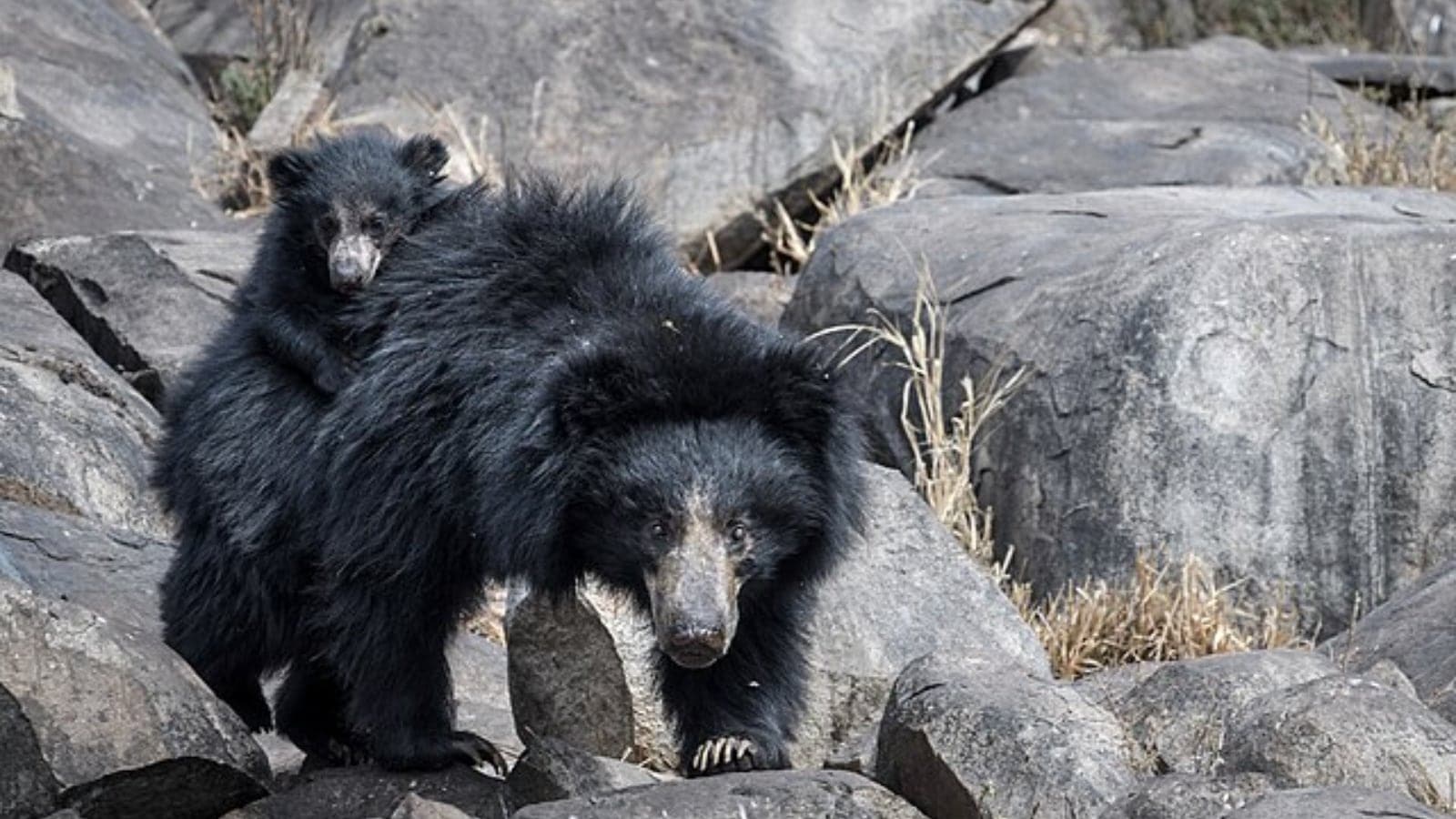 wildlife, travel