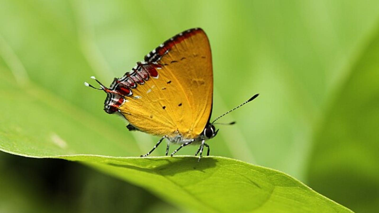 wildlife, travel