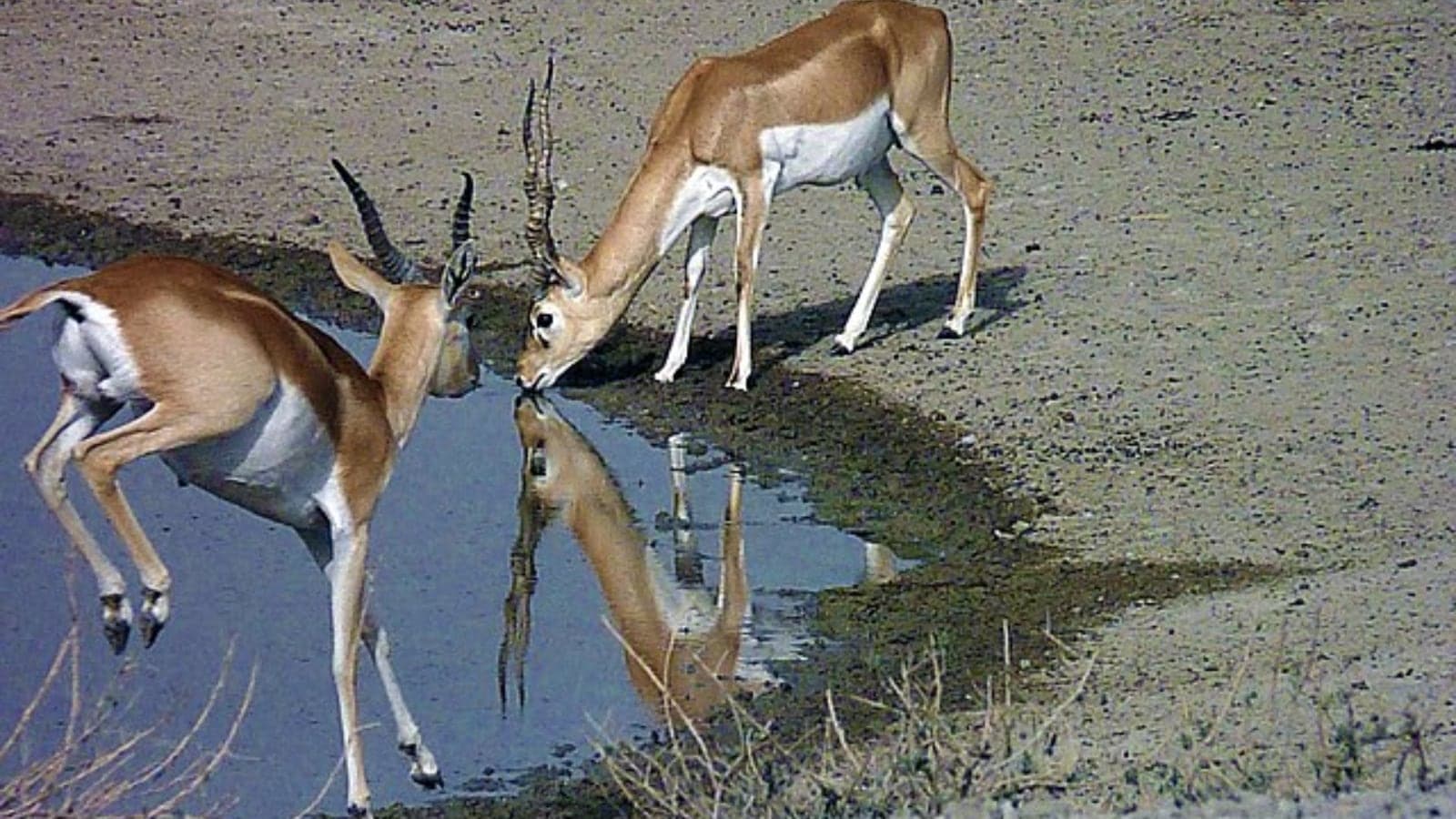 wildlife, travel