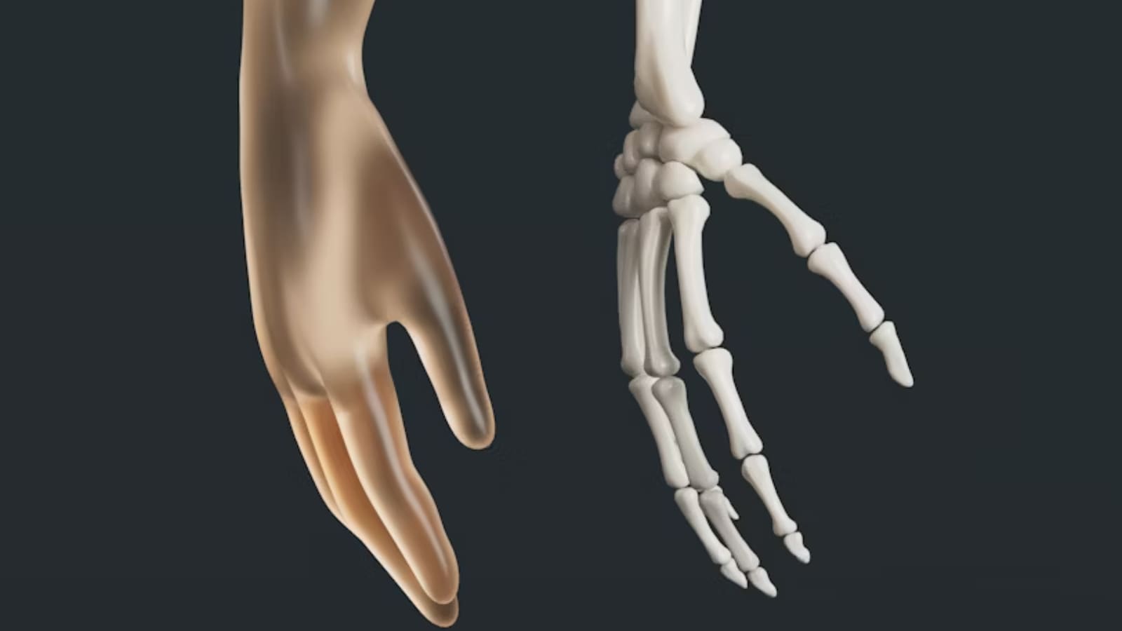 health, joints