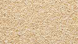 भाताऐवजी बाजरीचं सेवन वाढवल्यास काय होईल? फायदे वाचून भाताला कराल रामराम!