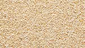 भाताऐवजी बाजरीचं सेवन वाढवल्यास काय होईल? फायदे वाचून भाताला कराल रामराम!