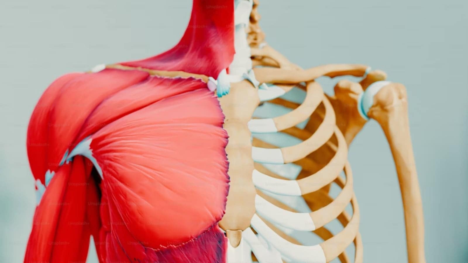 muscles and bones, health