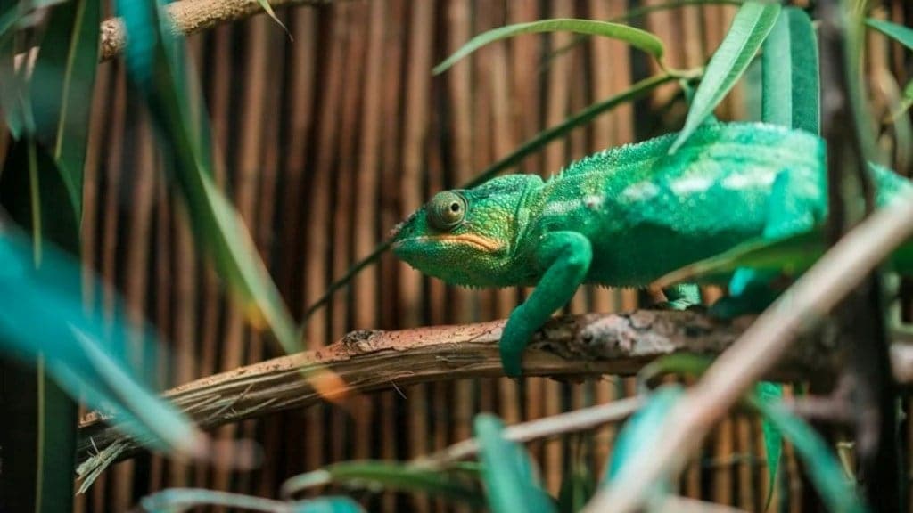 chameleon survival adaptation