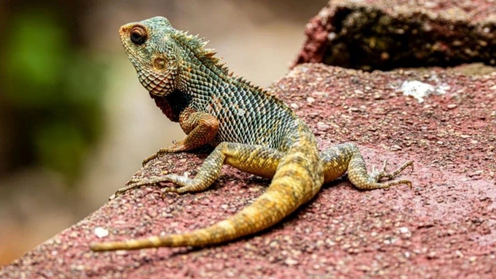 Color change in chameleons explained