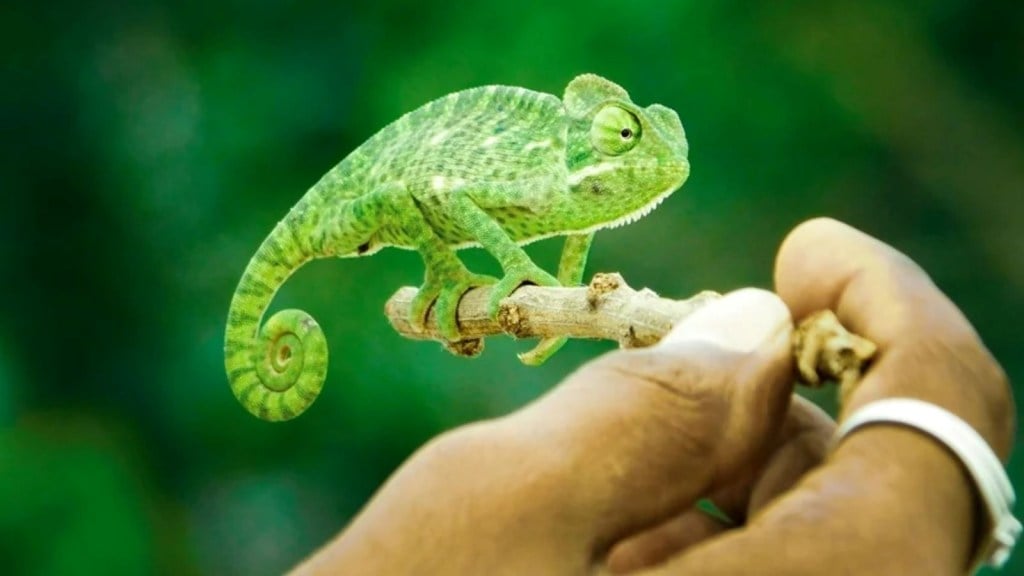 why do chameleons change color
