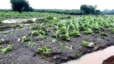 jalgaon farmers receive aid after heavy rainfall crop damage