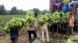 jalgaon politicians ignore banana farmers ocd