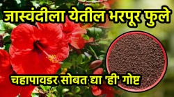 जास्वंदाच्या रोपाला दररोज येतील नवीन फुले! चहापावडरची ‘ही’ ट्रिक करा फॉलो, कळ्या-फुलांनी बहरेल रोप; पैसे वाचवणारा जुगाड