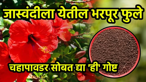 Jaswand Flower Growing Tips khat with chai powder hibiscus flower plant fertilizer at home