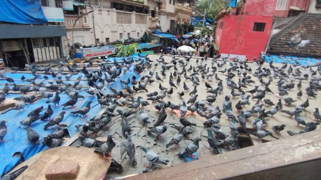 illegal kabootar khana news