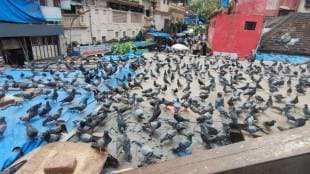 illegal kabootar khana news