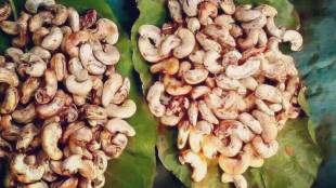 Cashew in Maharashtra