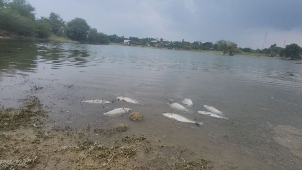 toxic substance kills hundreds fish pawar pazhar lake sangli lake pollution incident