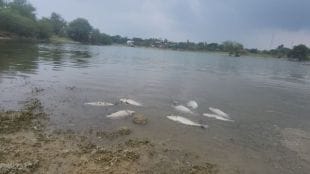 toxic substance kills hundreds fish pawar pazhar lake sangli lake pollution incident