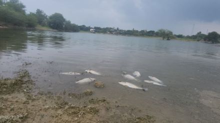 toxic substance kills hundreds fish pawar pazhar lake sangli lake pollution incident