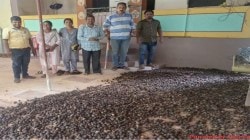 सिंधुदुर्ग जिल्ह्यातील नारळ आणि पोफळी बागायतदार चिंतेत…