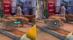 Woman With 28 Golden Retrievers Video : २८ ‘गोल्डन रिट्रीव्हर’ श्वानांना घेऊन फिरणाऱ्या महिलेचा Video व्हायरल; यूजर्सकडून होतोय प्रेमाचा वर्षाव
