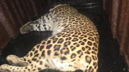 Leopard captured in Sinnar taluka Leopard captured in Sinnar taluka