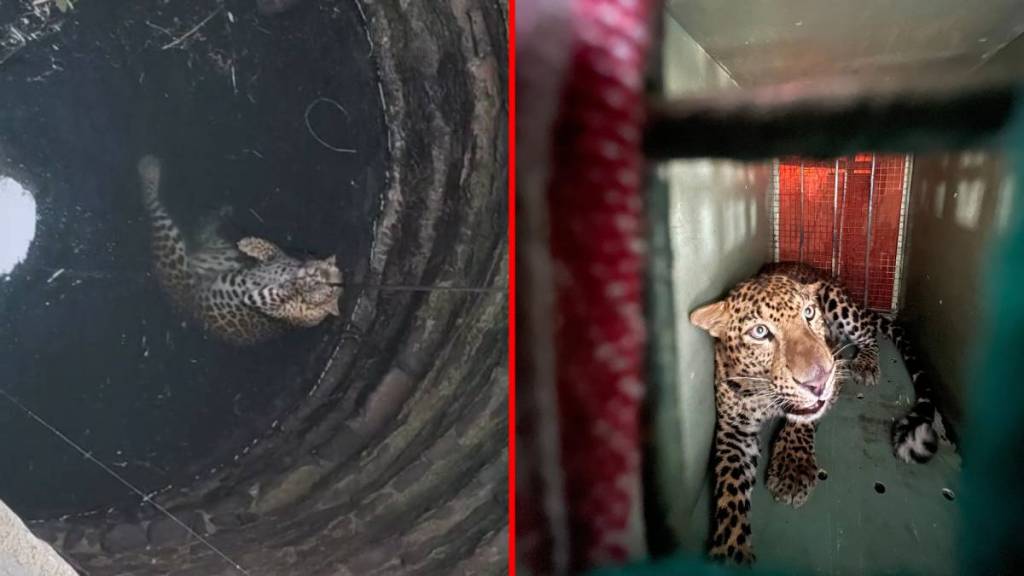 Leopard that fell into a well finally recued