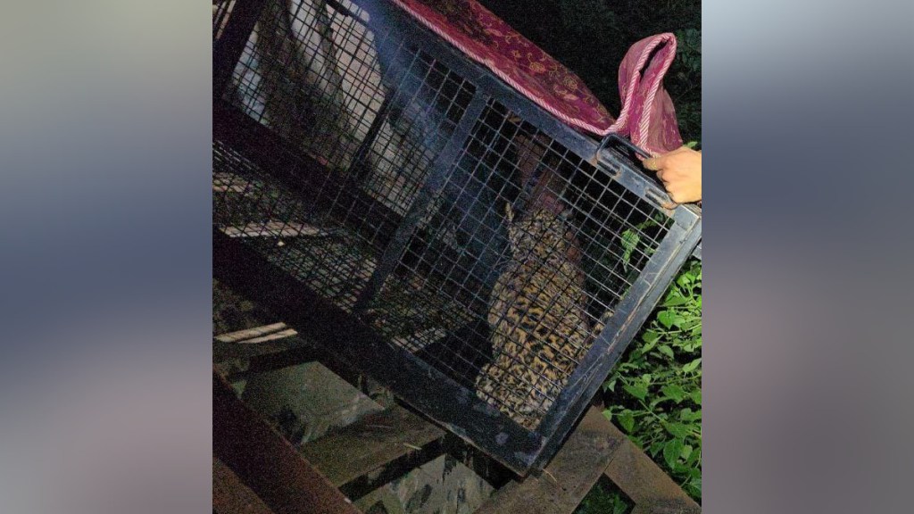 leopard rescued from well nashik sinnar area