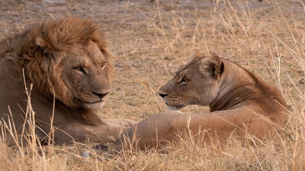 Mumbai zoo lions, Bhaykhala Veermata Jijabai garden, Rani Bag animals, Mumbai wildlife park, lion zoo, Indian zoos, zoo animal trade India, penguin zoo challenges, Mumbai tourist attractions zoo,