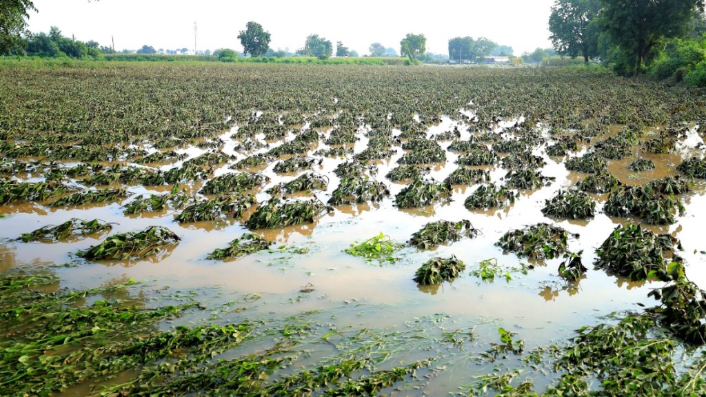 maharashtra rain damage 57000 hectare farmland affected in jalgaon floods