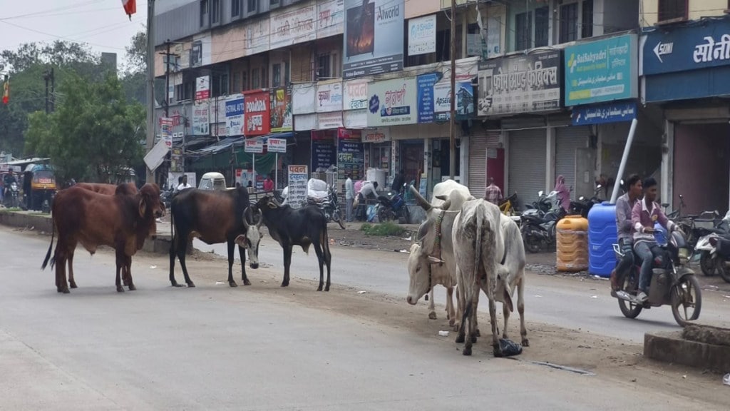 malegaon stray cattle issue civic action after woman death