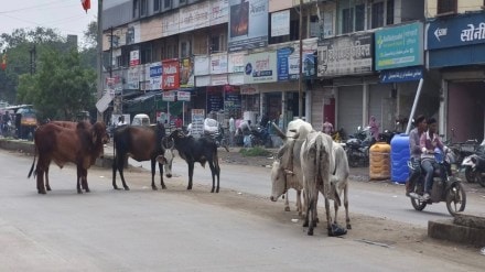 malegaon stray cattle issue civic action after woman death