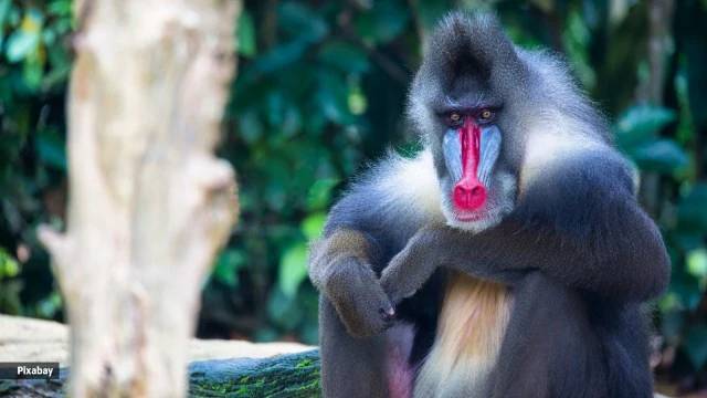 रागावल्यावर ‘ही’ माकडे दिसतात निळ्या रंगाची? का होतात त्यांच्यात हे बदल?