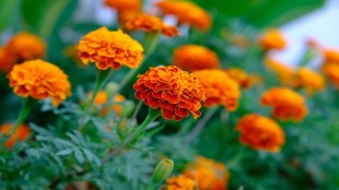 marigold crop damage maharashtra, marigold crop damage, Navi Mumbai farmers loss, heavy rain effect on flowers,