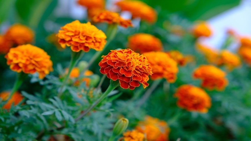 marigold crop damage maharashtra, marigold crop damage, Navi Mumbai farmers loss, heavy rain effect on flowers,