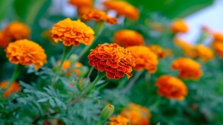 marigold crop damage maharashtra, marigold crop damage, Navi Mumbai farmers loss, heavy rain effect on flowers,