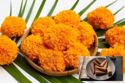 पूजेची फुले वाया जातायत? मग झेंडूच्या फुलांपासून तयार करा घरच्या घरीच अगरबत्ती, धूप… वाचा ‘ही’ सोपी पद्धत