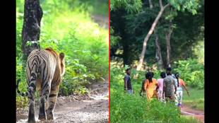 close call in tadoba-andhari as villagers encounter tiger
