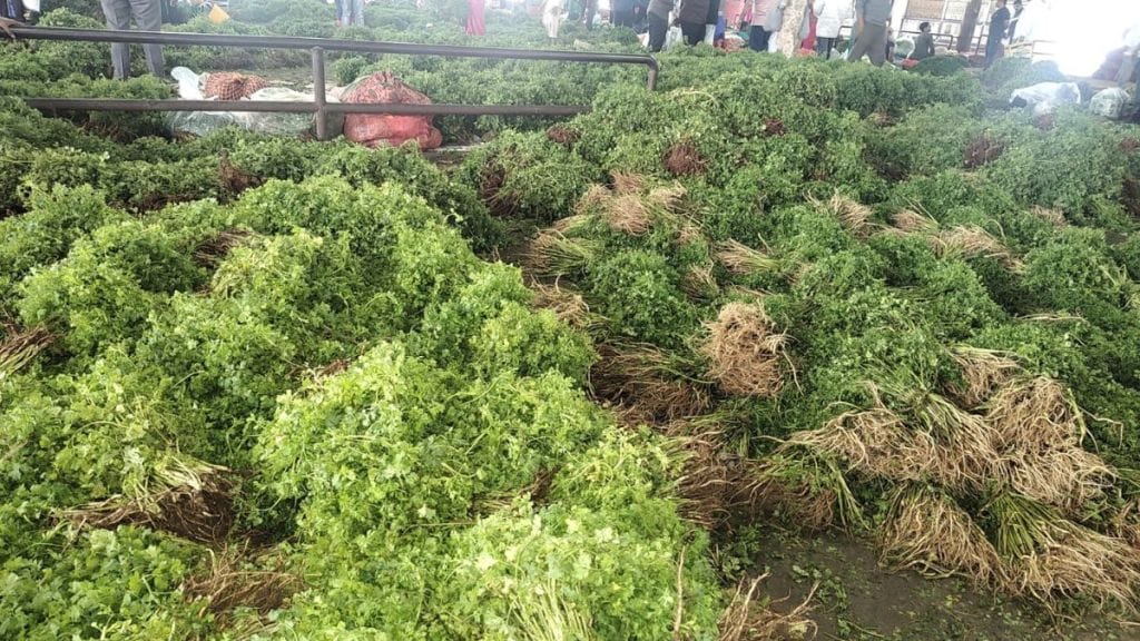 nashik coriander prices soar due to continuous rain palebhaji inflation apmc