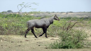 Nilgai meat sale Malegaon, illegal wildlife meat trade, Nilgai slaughter arrest,