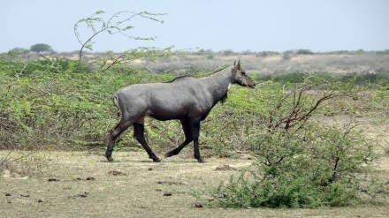 Nilgai meat sale Malegaon, illegal wildlife meat trade, Nilgai slaughter arrest,