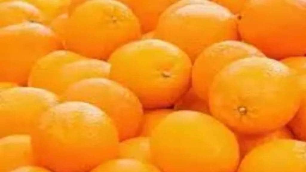 orange processing center Vidarbha