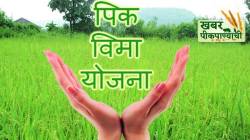 खबर पीक पाण्याची: पीकविमा योजनेतील निकष बदलाला जबाबदार कोण ?
